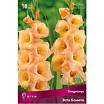 Гладиолус Эста Бонита 1 шт.