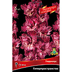 Гладиолус Гиперпространство (Россия) 1 шт.