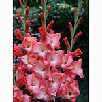 Гладиолус Согно 1 шт.