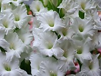 Гладиолус Тарантелла 1 шт.