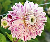 Георгин Авиньон (клубень)