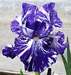 Ирис бородатый Батик (ОКС)