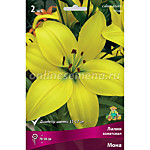Лилия азиатская Мона 1 шт. 