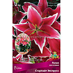 Лилия восточная горшечная Старлайт экспресс 1 шт.