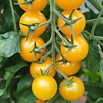 Томат Вишня желтая (Дом семян)