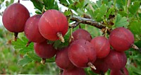 Крыжовник Конфетный (в тубе)