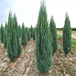 Можжевельник скальный Блу Эрроу (Р9-14)