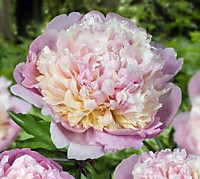 Пион молочноцветковый Мадам Кало (ОКС)