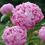 Пион молочноцветковый Месье Жюль Эли (ОКС)