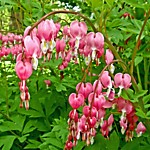 Дицентра великолепная (корень)