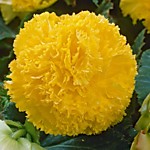 Бегония бахромчатая Йеллоу (1 клубень)