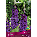 Гладиолус крупноцветковый Пёрпл Флора, 1шт.
