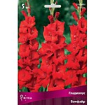 Гладиолус крупноцветковый Бонфайр  1шт