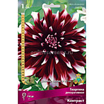 Георгин Контраст 1 клубень