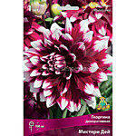 Георгин Мистери дей 1 клубень