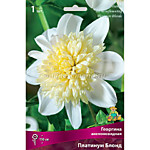 Георгин Платинум Блонд 1 клубень