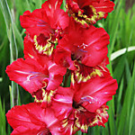 Гладиолус Фортуна 1 шт.