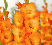 Гладиолус Принц оф ориндж 1 шт.