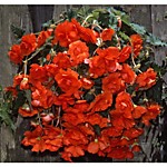 Бегония ампельная Скарлет (1 клубень)