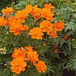 Космея Мандарина 10 шт.(ДС)