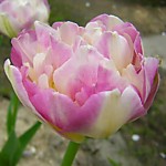 Тюльпан Свит Дезайер 1 луковица