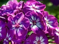 Флокс метельчатый Адинда (ОКС)