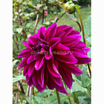 Георгин Ле барон 1 клубень