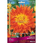 Георгин Мотто 1 клубень 