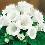 Глоксиния Мон Блан (1 клубень)