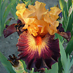 Ирис бородатый Говард Уиит (ОКС)