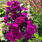 Флокс метельчатый Аида (ОКС)