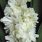 Гладиолус Белое Море (Россия)1 шт.