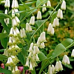 Купена многоцветковая (ОКС)