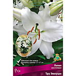 Лилия восточная горшечная Тру Эмоушн 1 шт.