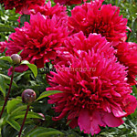 Пион гибридный Мэни Хэппи Ритернз (корень)