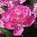 Пион молочноцветковый Гилберт Бартело (1 корень)