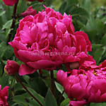 Пион молочноцветковый Карл Розенфельд (1 корень)