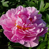 Пион молочноцветковый Мисс Экхарт (корень)