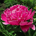 Пион молочноцветковый Виктуар де ла Марн (1 корень)