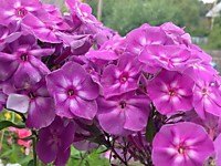 Флокс метельчатый Мулатка (ОКС)