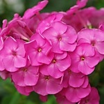 Флокс метельчатый Розовые губы (ОКС)