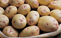 Картофель семенной (клубни)