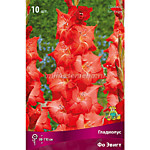 Гладиолус Фо Эвигт 1 шт. 