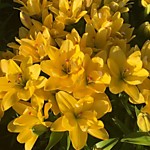 Лилия азиатская махровая Йеллоу Беллиз (1  шт.)