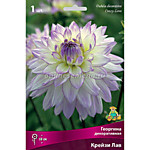 Георгин Крейзи лав 1 клубень