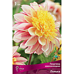 Георгин Полька 1  клубень