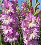 Гладиолус Цера Корфинио 1 шт.