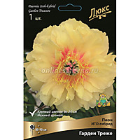 Пион ИТО-гибрид Гарден Треже (корень)