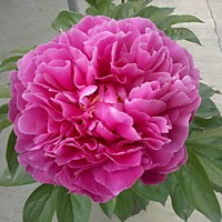 Пион молочноцветковый Александр Флеминг (ОКС)