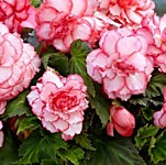 Бегония Вумми Маскарад 1 клубень